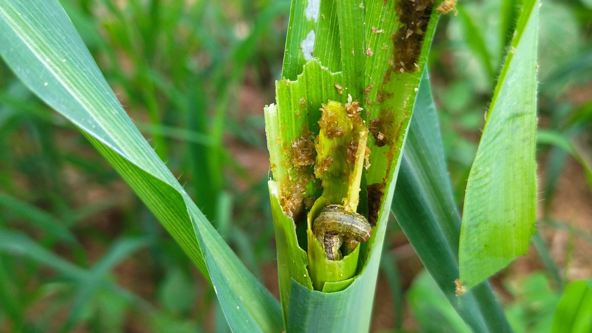 Spodoptera frugiperda having brunch